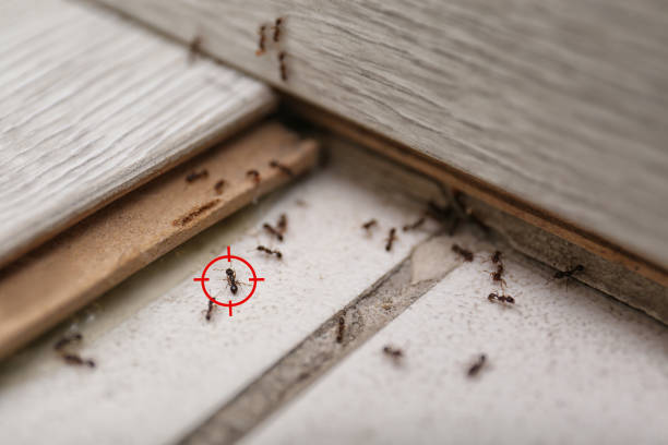 Best Pest Control for Businesses  in Farmer City, IL