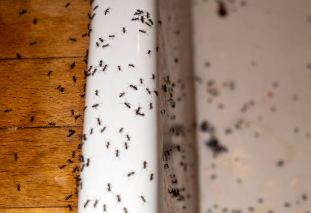 Best Termite Control Services  in Farmer City, IL