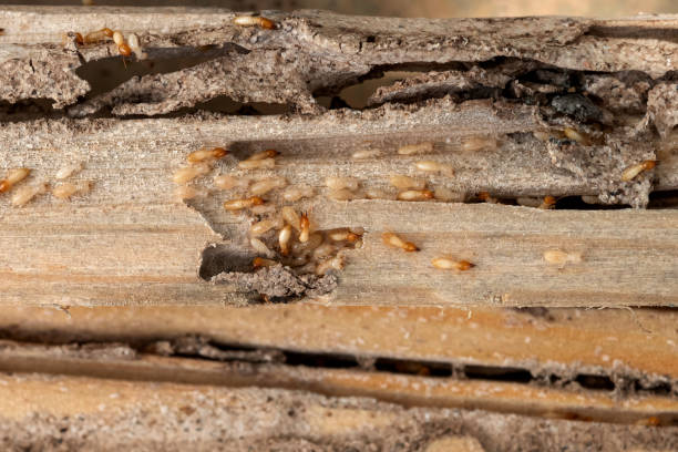 Best Exterminator Services  in Farmer City, IL